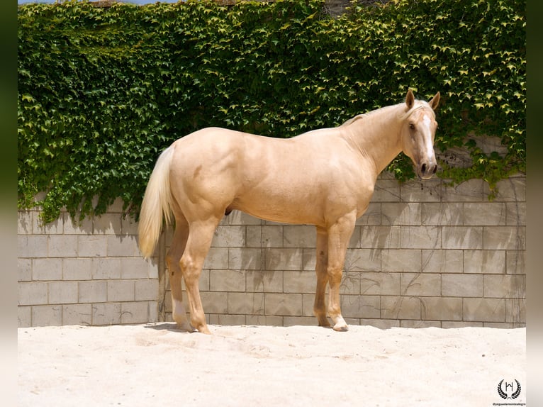 Spanisches Sportpferd Wallach 3 Jahre 169 cm Palomino in Navalperal De Pinares