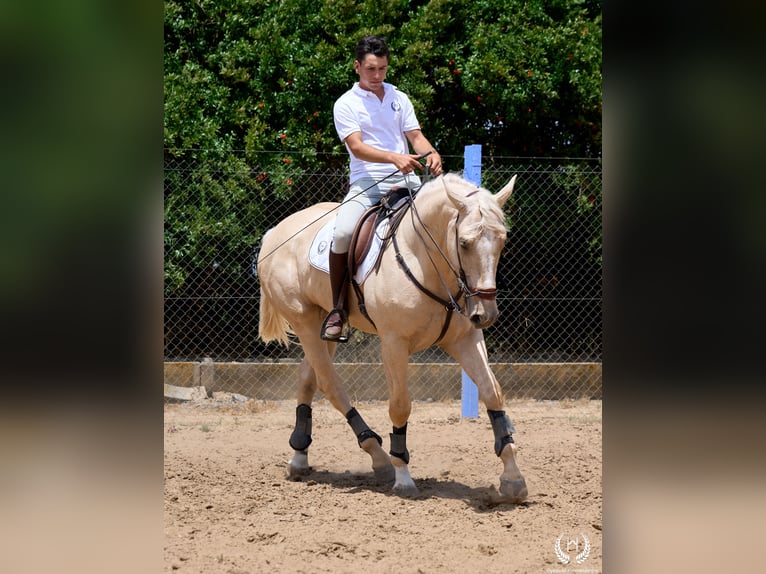 Spanisches Sportpferd Wallach 3 Jahre 169 cm Palomino in Navalperal De Pinares