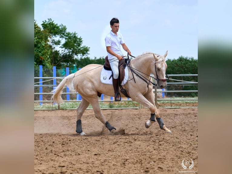 Spanisches Sportpferd Wallach 3 Jahre 169 cm Palomino in Navalperal De Pinares