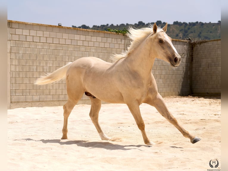 Spanisches Sportpferd Wallach 3 Jahre 169 cm Palomino in Navalperal De Pinares