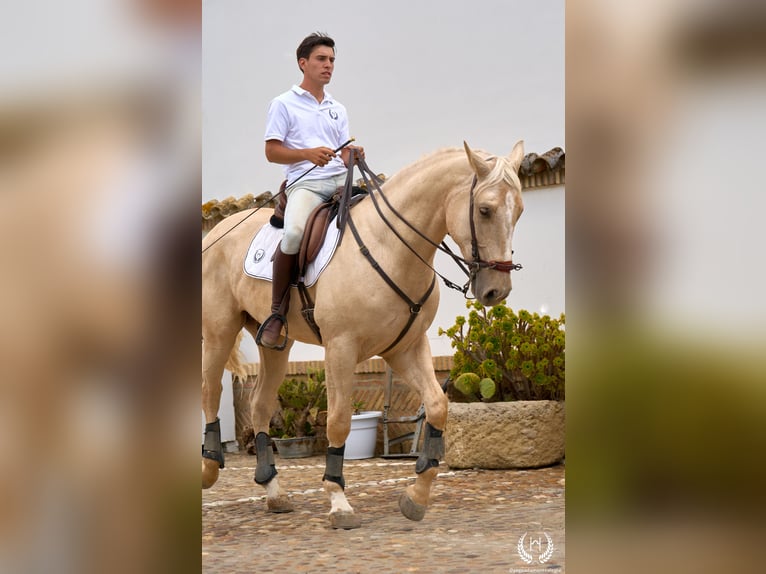 Spanisches Sportpferd Wallach 3 Jahre 169 cm Palomino in Navalperal De Pinares