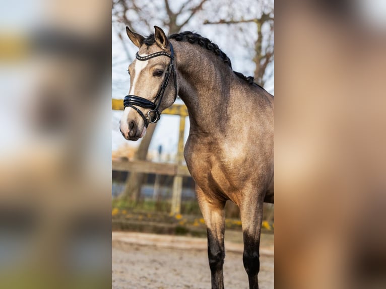 Spanisches Sportpferd Wallach 4 Jahre 154 cm Buckskin in sm