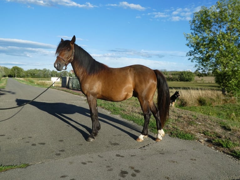 Spanisches Sportpferd Wallach 4 Jahre 155 cm Brauner in Gendrey