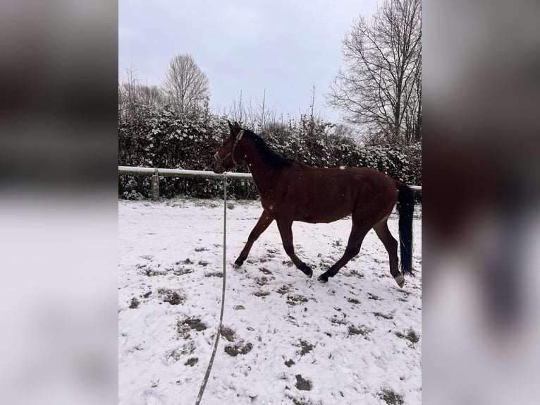 Spanisches Sportpferd Wallach 4 Jahre 155 cm Brauner in DortmundDortmund