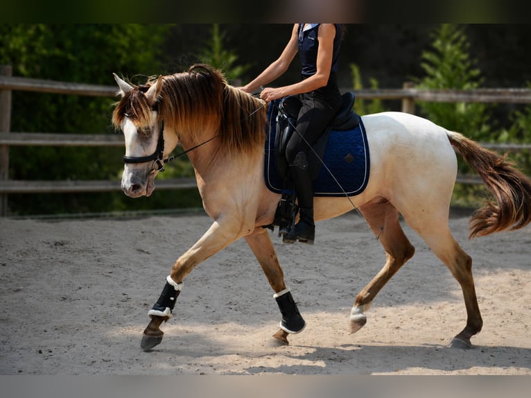 Spanisches Sportpferd Mix Wallach 4 Jahre 156 cm Champagne in Saint quirin