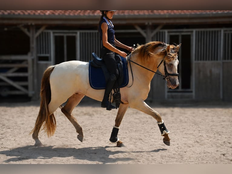 Spanisches Sportpferd Mix Wallach 4 Jahre 156 cm Champagne in Saint quirin