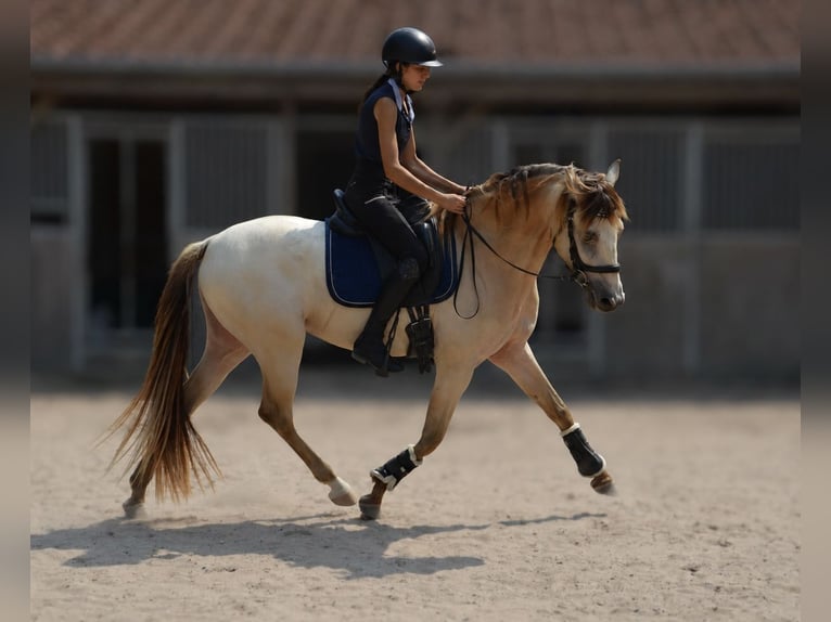 Spanisches Sportpferd Mix Wallach 4 Jahre 156 cm Champagne in Saint quirin