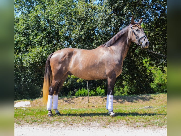 Spanisches Sportpferd Wallach 4 Jahre 158 cm Schimmel in El Moli