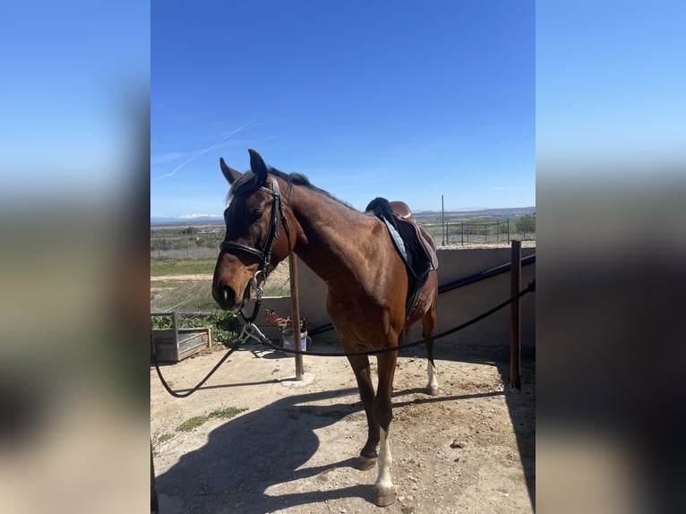 Spanisches Sportpferd Wallach 4 Jahre 160 cm Brauner in Huesca