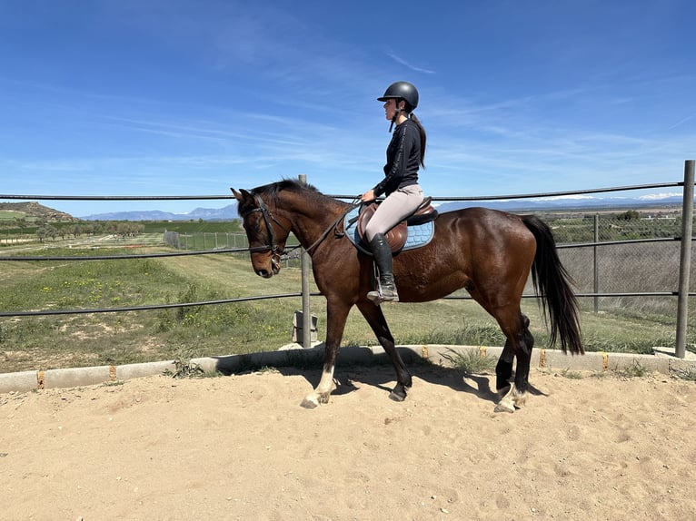 Spanisches Sportpferd Wallach 4 Jahre 160 cm Brauner in Huesca