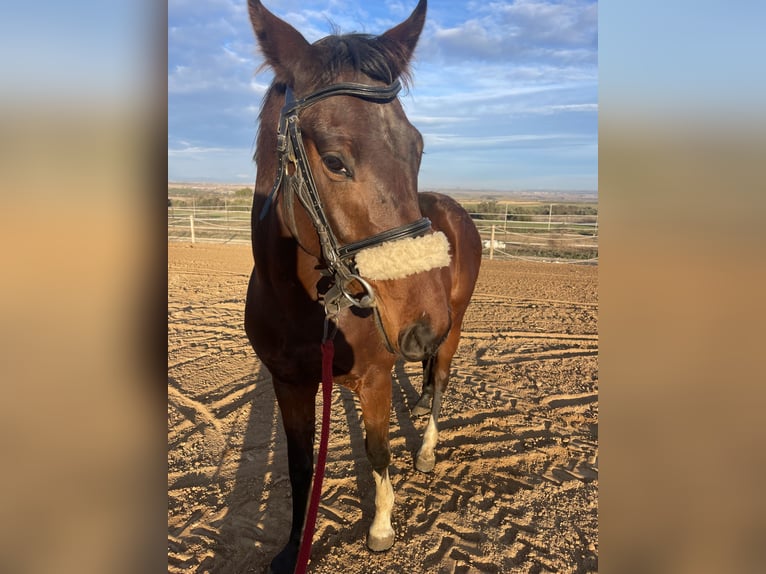 Spanisches Sportpferd Wallach 4 Jahre 160 cm Brauner in Huesca