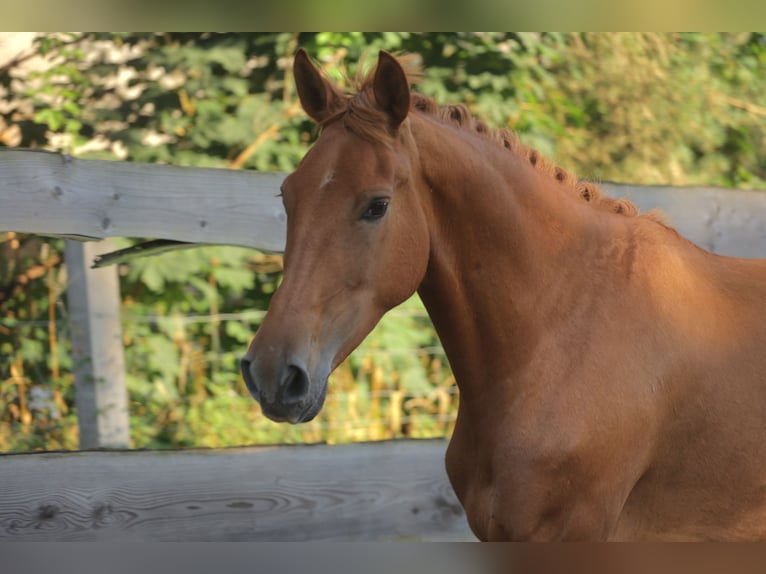 Spanisches Sportpferd Wallach 4 Jahre 160 cm Fuchs in Eickhof