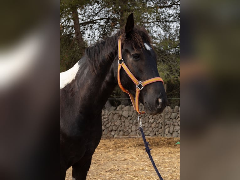 Spanisches Sportpferd Wallach 4 Jahre 160 cm Tovero-alle-Farben in Algaida