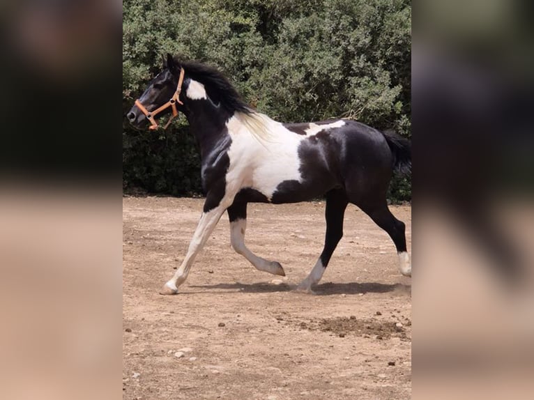 Spanisches Sportpferd Wallach 4 Jahre 160 cm Tovero-alle-Farben in Algaida