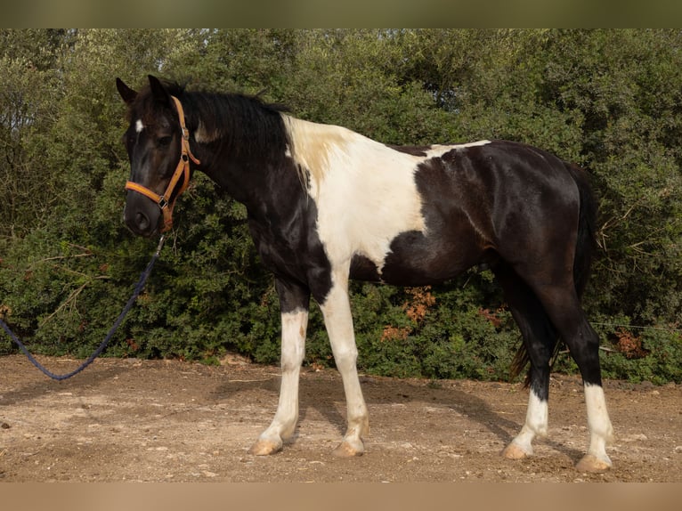 Spanisches Sportpferd Wallach 4 Jahre 160 cm Tovero-alle-Farben in Algaida