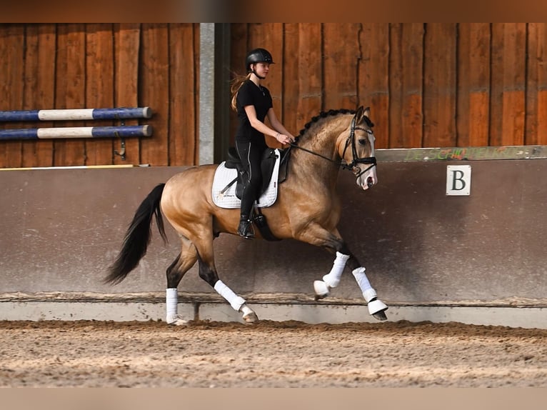 Spanisches Sportpferd Wallach 4 Jahre 162 cm Buckskin in Heemskerk
