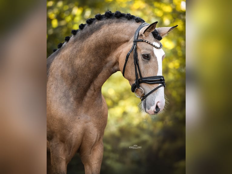 Spanisches Sportpferd Wallach 4 Jahre 162 cm Buckskin in Heemskerk