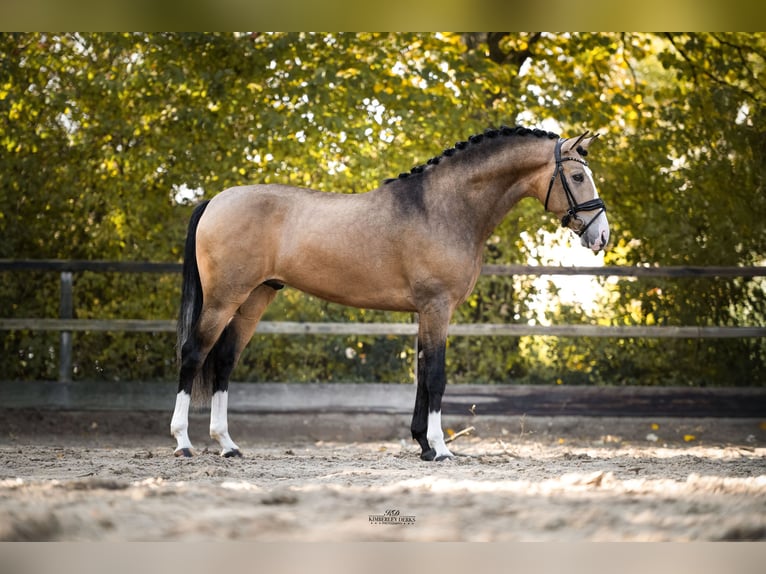 Spanisches Sportpferd Wallach 4 Jahre 162 cm Buckskin in Heemskerk