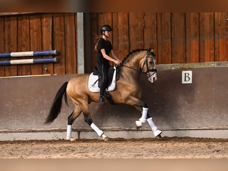 Spanisches Sportpferd Wallach 4 Jahre 162 cm Buckskin in Heemskerk