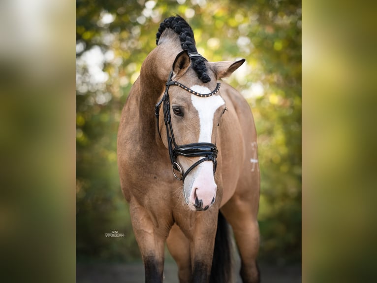Spanisches Sportpferd Wallach 4 Jahre 162 cm Buckskin in Heemskerk