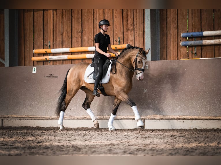Spanisches Sportpferd Wallach 4 Jahre 162 cm Buckskin in Heemskerk