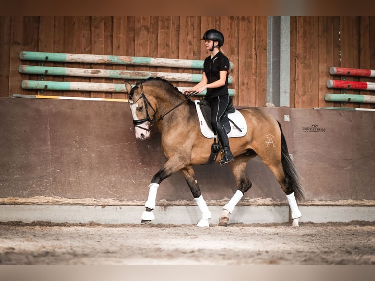 Spanisches Sportpferd Wallach 4 Jahre 162 cm Buckskin in Heemskerk