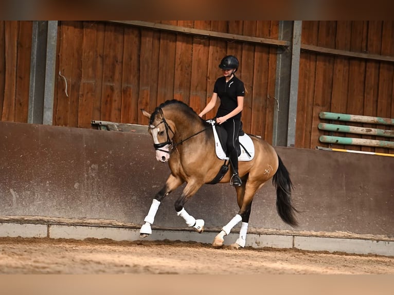 Spanisches Sportpferd Wallach 4 Jahre 162 cm Buckskin in Heemskerk