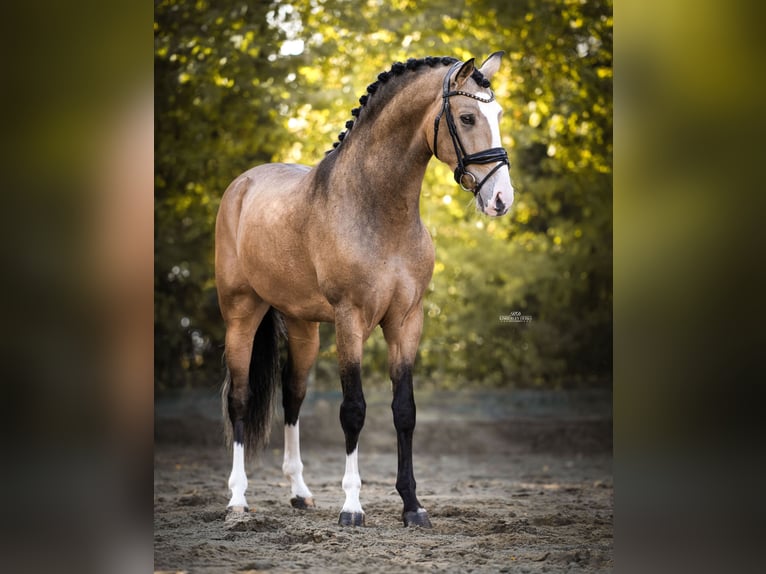Spanisches Sportpferd Wallach 4 Jahre 162 cm Buckskin in Heemskerk