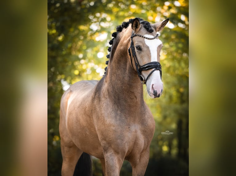Spanisches Sportpferd Wallach 4 Jahre 162 cm Buckskin in Heemskerk
