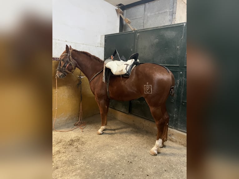 Spanisches Sportpferd Wallach 4 Jahre 162 cm Fuchs in Sanlucar La Mayor
