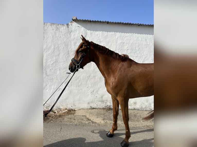 Spanisches Sportpferd Mix Wallach 4 Jahre 163 cm Fuchs in Las Pi&#xF1;as