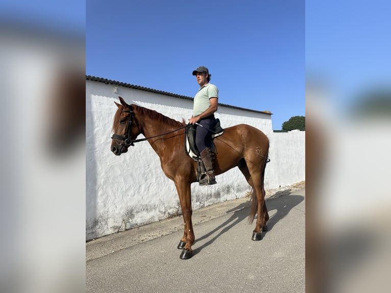 Spanisches Sportpferd Mix Wallach 4 Jahre 163 cm Fuchs in Las Pi&#xF1;as