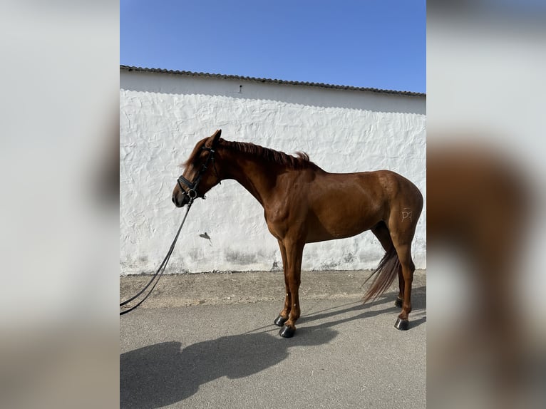 Spanisches Sportpferd Mix Wallach 4 Jahre 163 cm Fuchs in Las Pi&#xF1;as