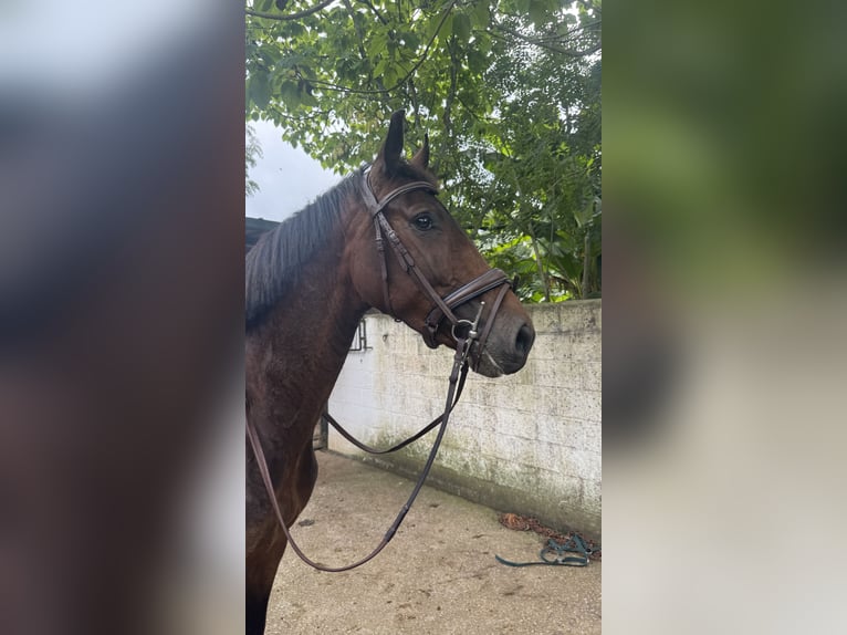 Spanisches Sportpferd Wallach 4 Jahre 164 cm Brauner in Boo De Pielagos
