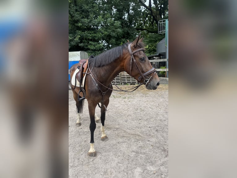 Spanisches Sportpferd Wallach 4 Jahre 164 cm Brauner in Boo De Pielagos