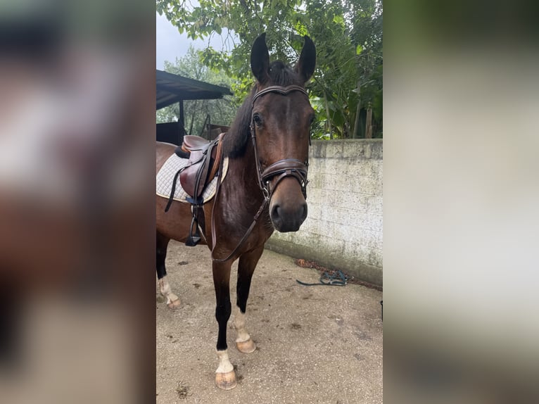 Spanisches Sportpferd Wallach 4 Jahre 164 cm Brauner in Boo De Pielagos