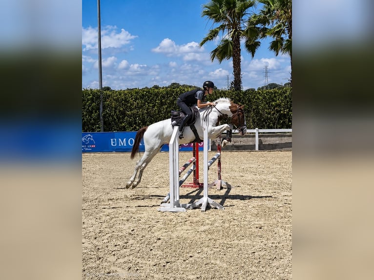 Spanisches Sportpferd Wallach 4 Jahre 164 cm  in Villamarchante