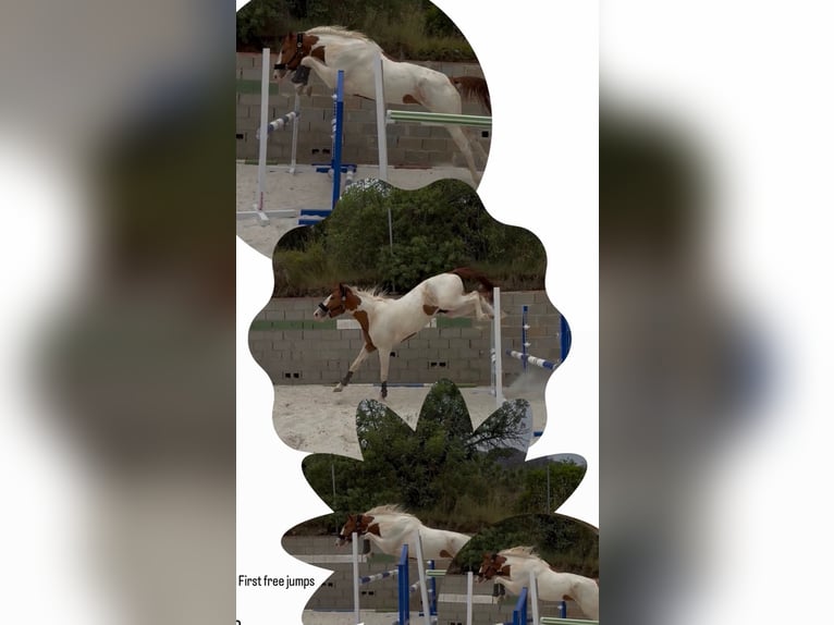 Spanisches Sportpferd Wallach 4 Jahre 164 cm  in Villamarchante