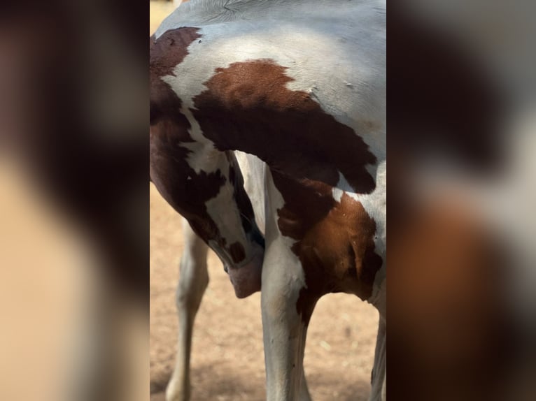 Spanisches Sportpferd Wallach 4 Jahre 164 cm  in Villamarchante