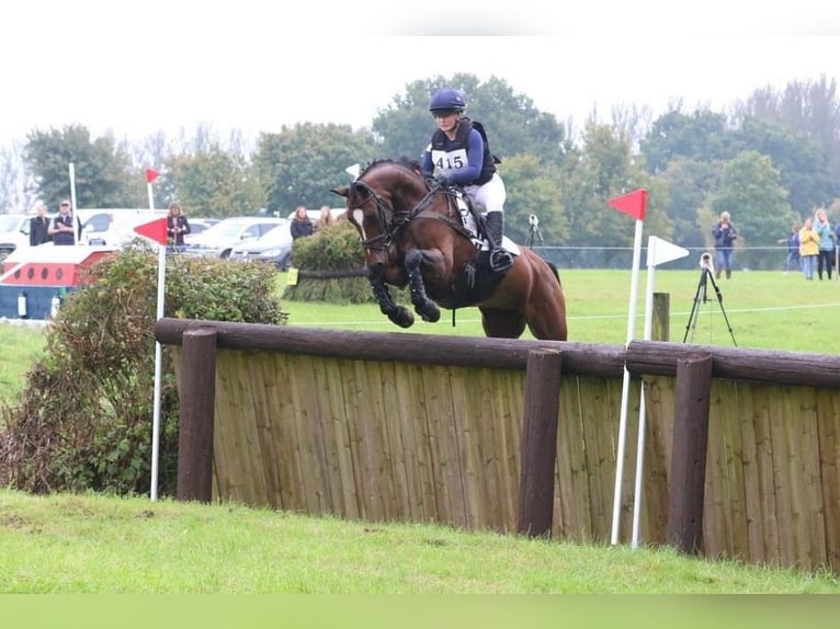 Spanisches Sportpferd Wallach 4 Jahre 166 cm Fuchs in Jerez De La Frontera