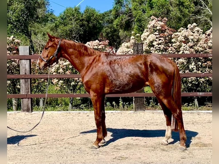 Spanisches Sportpferd Wallach 4 Jahre 166 cm Fuchs in Jerez De La Frontera