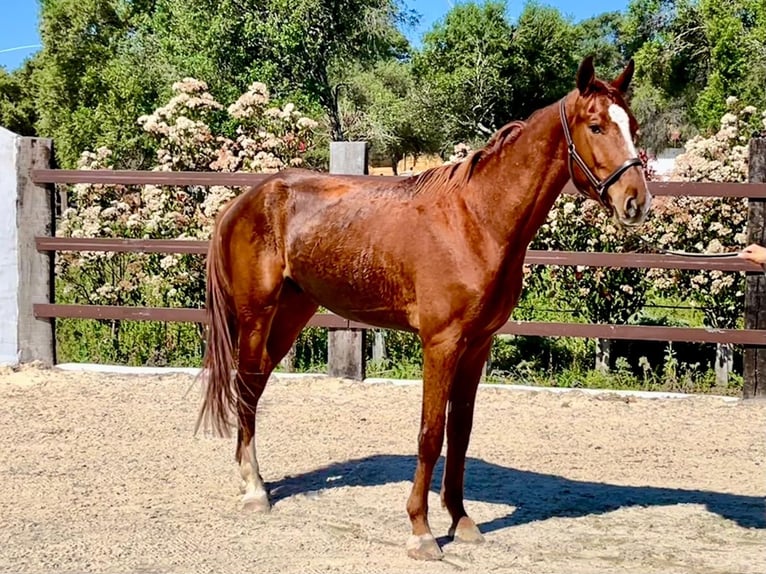 Spanisches Sportpferd Wallach 4 Jahre 166 cm Fuchs in Jerez De La Frontera