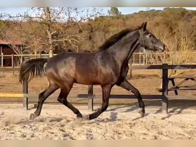 Spanisches Sportpferd Wallach 4 Jahre 170 cm Schimmel in Sant Gregori (Municipio)