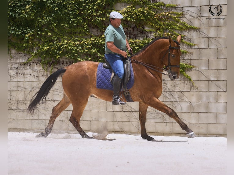 Spanisches Sportpferd Wallach 4 Jahre 175 cm in Navalperal De Pinares