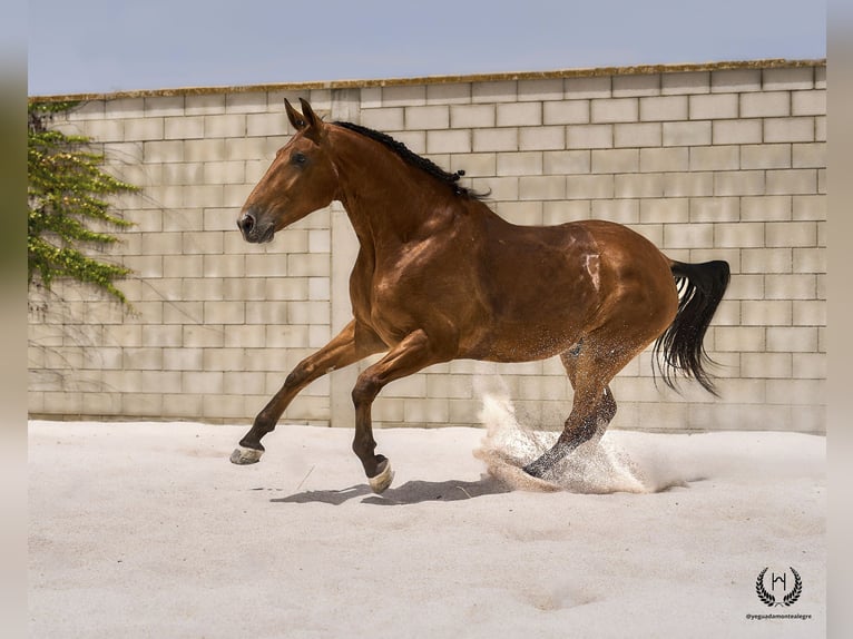 Spanisches Sportpferd Wallach 4 Jahre 175 cm in Navalperal De Pinares