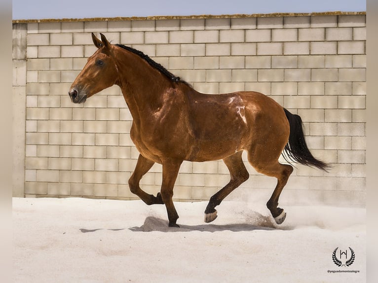 Spanisches Sportpferd Wallach 4 Jahre 175 cm in Navalperal De Pinares