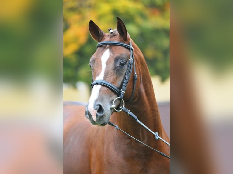 Spanisches Sportpferd Wallach 4 Jahre 175 cm Fuchs in Orriols