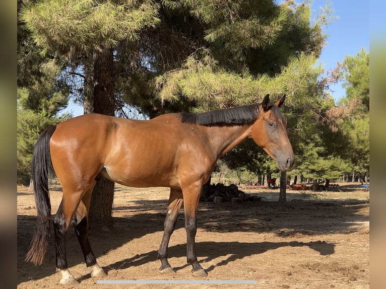 Spanisches Sportpferd Mix Wallach 4 Jahre 179 cm Brauner in Vimbodi