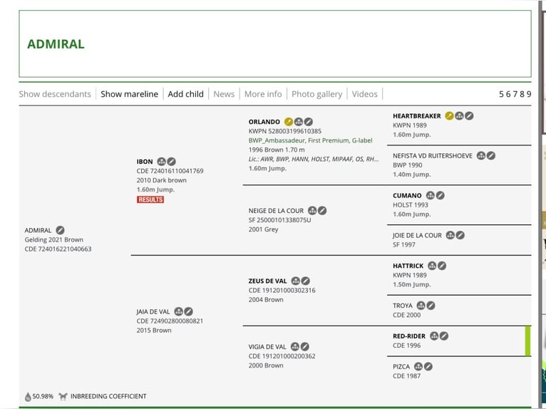 Spanisches Sportpferd Mix Wallach 4 Jahre 179 cm Brauner in Vimbodi