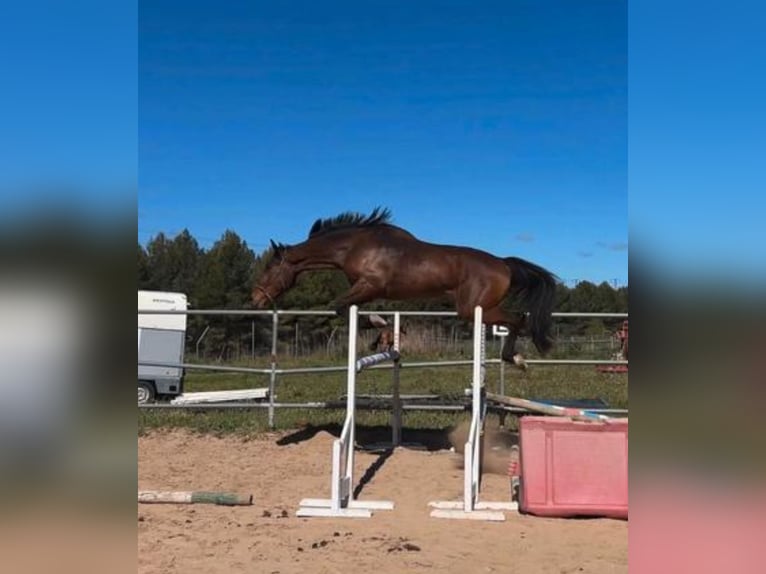 Spanisches Sportpferd Wallach 4 Jahre 179 cm Brauner in Vimbodi